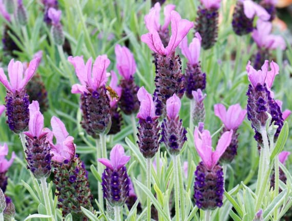 Organic Spanish Lavender Seeds (castillano Lavandula) Evergreen Woody  Perennial Plant Herb Seeds Lavender Flower Seeds - Etsy