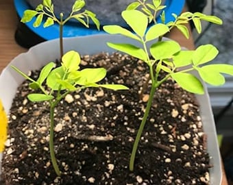 Moringa Seeds ORGANIC Tree Seeds High Yield Fully Matured Black Seeds Antioxidant Rich Superfood Non GMO Organic Seeds Nutrient Rich Plant