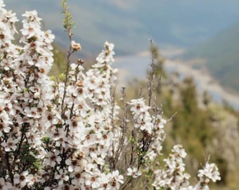 Semillas de árbol de té de Manuka (Leptospermum scoparium), arbusto de té, semillas de miel de Manuka, semillas no transgénicas, cultivadas orgánicamente.