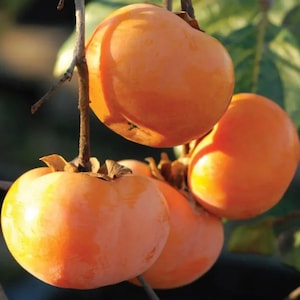 5 Japanese Persimmon Tree Seeds Asian Diospyros Kaki Fruit Tree Seeds - NON GMO