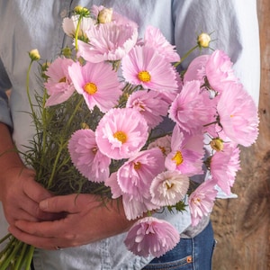 20 Cosmos Cupcakes Blush | Unique Ruffled Cosmos Seeds | Pollinator-Friendly | Easy-to-Grow Annual | Cut Flower Garden