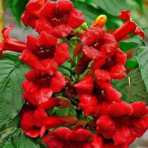 10 Rare Red Hummingbird Vine Seeds Red Trumpet Bush Non-GMO Seeds Pollinator Seeds
