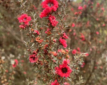 Semillas de árbol de té Manuka, semillas de jardín sin OMG