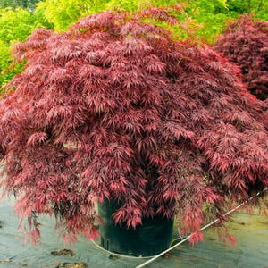 May include: A Japanese maple tree with deep burgundy, lace-like foliage forming a dense, rounded canopy. The tree is planted in a large, black plastic nursery container, with its delicate, feathery leaves cascading over the sides of the pot.