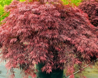 Red Dragon Japanese Maple Seeds Acer palmatum Red Dragon'Weeping Japanese Maple / Most Sun-Tolerant Dwarf Japanese Maple
