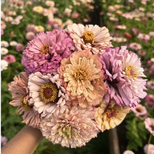 Pu&ograve; includere: Un mazzo di zinnie rosa, pesca e bianche. I fiori sono disposti in forma circolare e hanno una variet&agrave; di texture.
