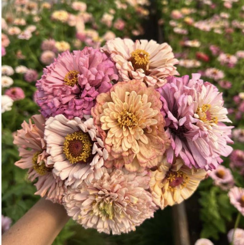 Pu&ograve; includere: Un mazzo di zinnie rosa, pesca e bianche. I fiori sono disposti in forma circolare e hanno una variet&agrave; di texture.