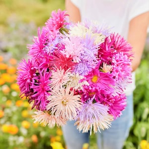 China Aster ‘Crego Mix’ Seeds – Aster Callistephus Chinensis