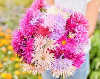 China Aster Seeds ‘Crego Mix’ Callistephus chinensis