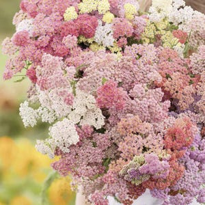 Yarrow Flower Seed Mix - BRIGHT Beautiful Colors - Medicinal Herb Seeds Organic Garden Seeds for Planting On BACK order till July 28th