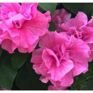 Petunia Seeds Double Cascade Pink - Beautiful Double Petals Easy to Grow Flower Seeds