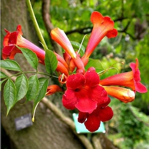 Red Hummingbird Vine Seeds 10 Seeds Red Trumpet Bush Seeds Non-GMO Seeds Campsis radicans Vine Seeds