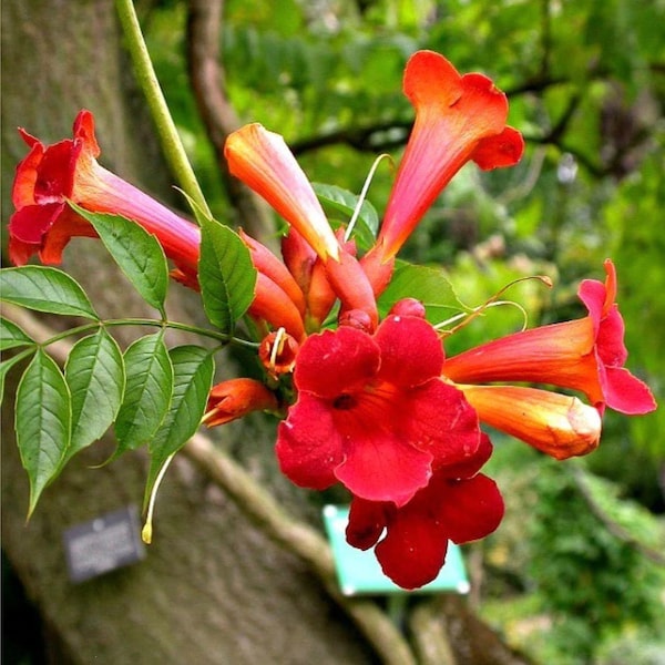 15 Red Hummingbird Vine Seeds 10 Seeds Red Trumpet Bush Seeds Non-GMO Seeds Campsis radicans Vine Seeds