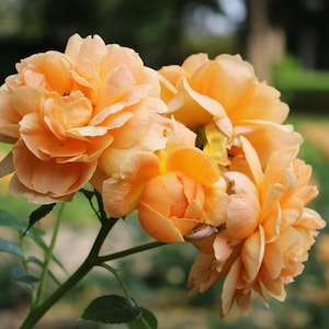 40 Climbing Roses, Peach Fragrant Rose Seeds, - Etsy