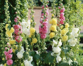 Chaters Double Hollyhock Flower Seeds Alcea Rosea Hollyhocks Mix