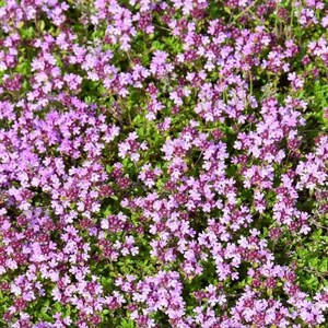Puede incluir: Una vista de cerca de un campo de flores rosas. Las flores son peque&ntilde;as y delicadas, con un tono p&uacute;rpura claro. Las flores crecen en un grupo denso, creando una hermosa y vibrante exhibici&oacute;n.