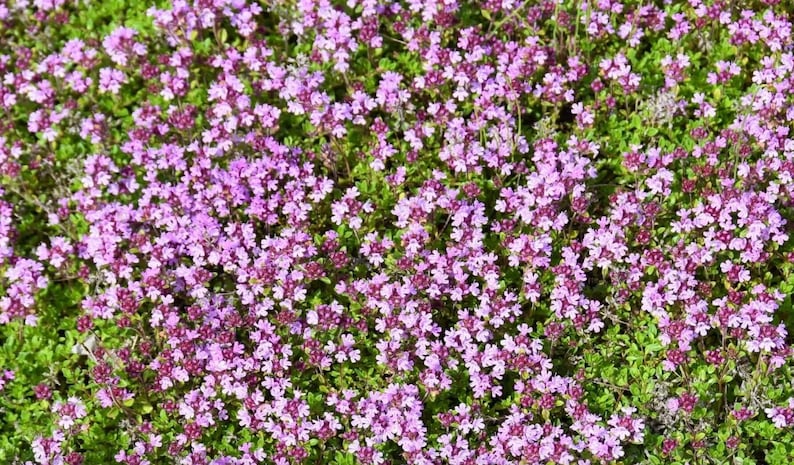 Puede incluir: Una vista de cerca de un campo de flores rosas. Las flores son peque&ntilde;as y delicadas, con un tono p&uacute;rpura claro. Las flores crecen en un grupo denso, creando una hermosa y vibrante exhibici&oacute;n.