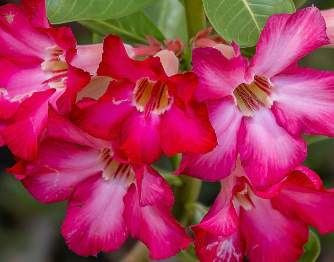 4 Desert Rose Seeds Pink White Desert Rose Flower Seeds Etsy