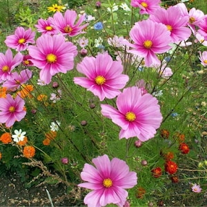 Cosmos ‘Gloria’ Seeds – Bi-Colored Pink Cosmos for Pollinator-Friendly Summer Gardens