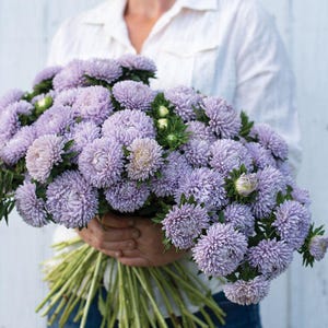 Lady Coral Lavender - China Aster Flower Seeds - GORGEOUS double blooms