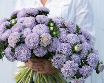Lady Coral Lavender China Aster Seeds – Double Blooms