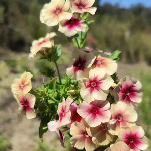 Phlox Seeds Pollinator-Friendly Low Growing Wildflower Annual Cut Flower