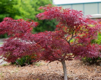 Red Dragon Japanese Maple Seeds Acer palmatum Red Dragon'Weeping Japanese Maple / Most Sun-Tolerant Dwarf Japanese Maple