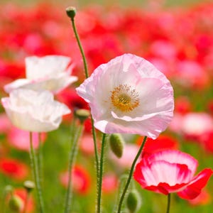 California Poppy Seeds – Mission Bells Mix (Eschscholzia californica, Double Petals)