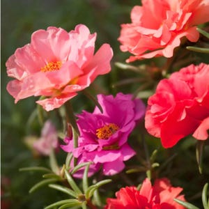 Moss Rose Seeds Bulk - Etsy