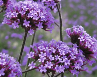 150 Purpletop Vervain Seeds | Tall Verbena Bonariensis for