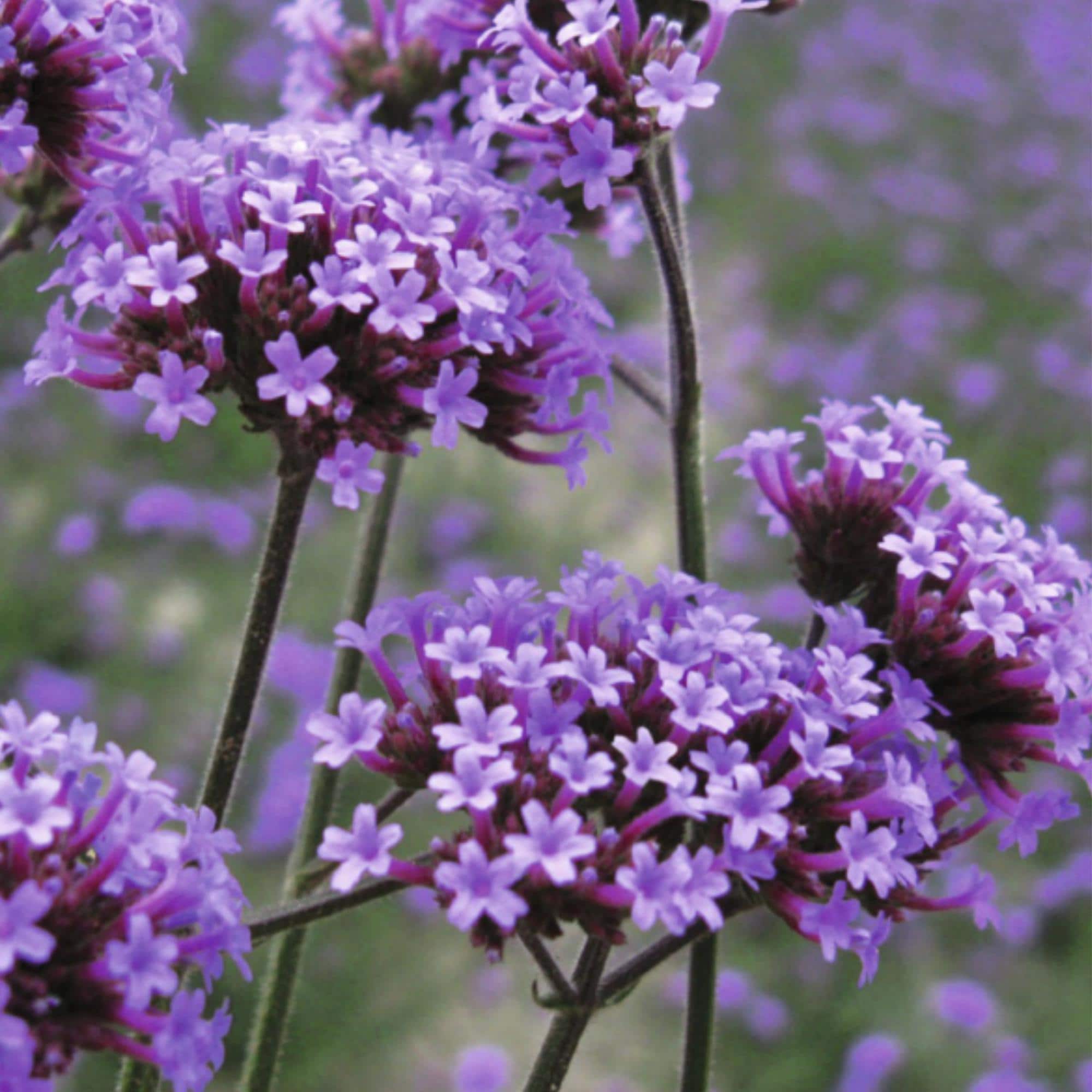 150 Purpletop Vervain Seeds | Tall Verbena Bonariensis for