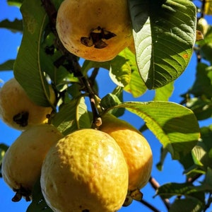 Lemon Guava Tree Seeds – Hawaiian Guava Psidium for Tropical & Container Fruit Gardens