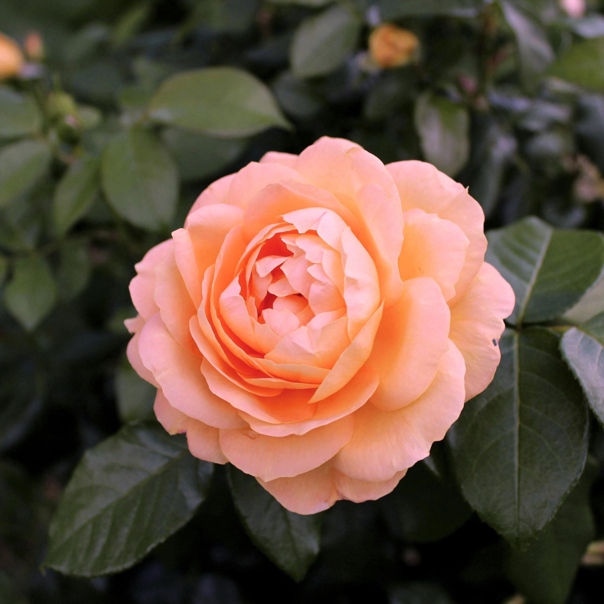ピーチローズ 40 Climbing Roses, Peach Fragrant Rose Seeds, - Etsy