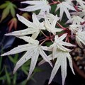 15 Ukigumo Japanese Maple Tree SEEDS Variegated Japanese Maple  Acer Palmatum Bonsai Tree Floating Cloud Japanese Maple