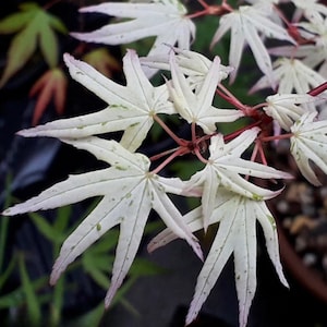 15 Ukigumo Japanese Maple Tree SEEDS Variegated Japanese Maple  Acer Palmatum Bonsai Tree Floating Cloud Japanese Maple