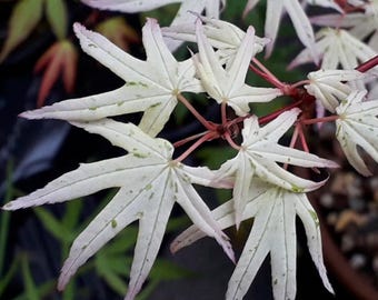 15 Ukigumo Japanese Maple Tree SEEDS Variegated Japanese Maple  Acer Palmatum Bonsai Tree Floating Cloud Japanese Maple