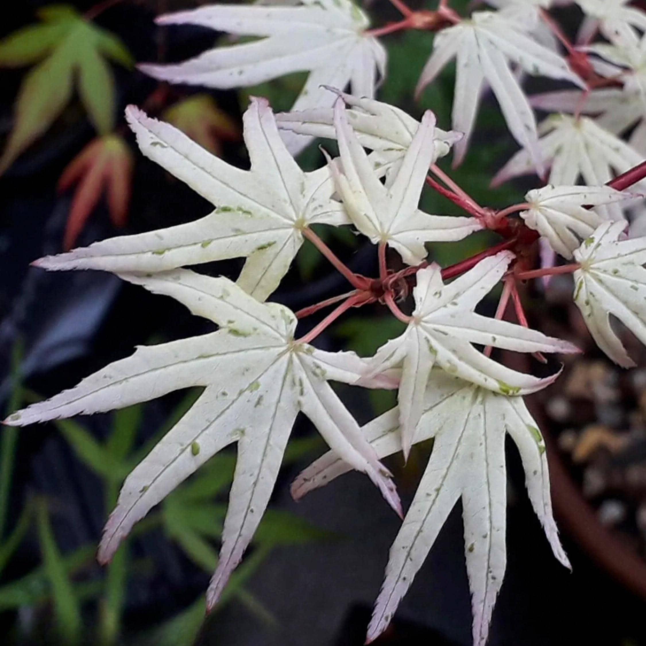 15 Ukigumo Japanese Maple Tree SEEDS Variegated Japanese Maple
