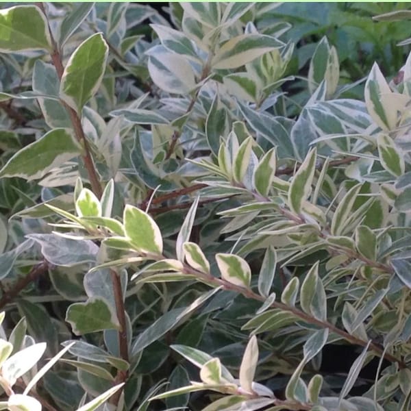 Variegated Dwarf Myrtle Seeds communis compacta Deer Resistant / Drought Resistant Hedge Shrub / Shade Tolerant Shrub Evergreen