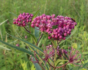 Swamp Milkweed Seeds for Monarchs – Carmine Rose Variety | Native Perennial Host Plant | Pollinator Wildflower