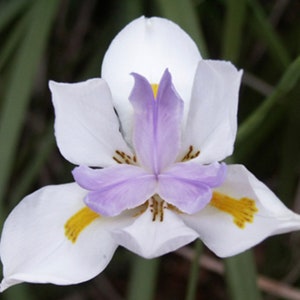 Lily Flower Seeds African Iris Seeds