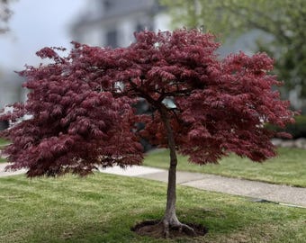 Tiger Rose Japanese Maple Tree (acer Palmatum 'tiger Rose') Seeds