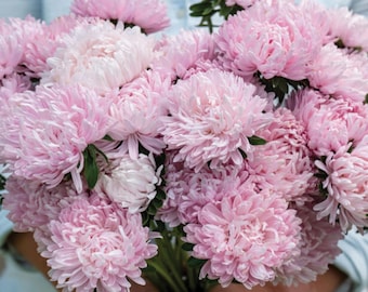 Light Pink China Aster Flower Seeds - Double Blooms