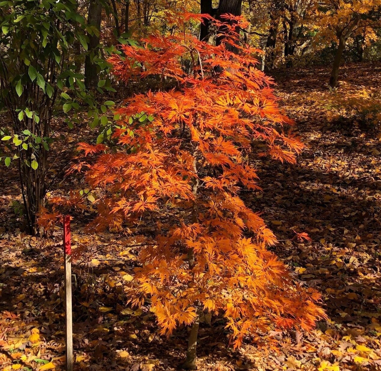 ぷぷ　603030アカシア Acer Japonicum 'green Cascade' Full Moon Japanese Maple - UNIQUE