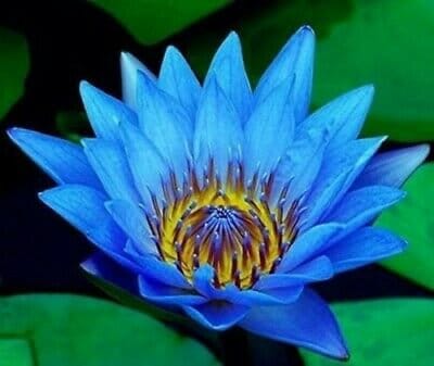 Nymphaea Caerulea Blue Egyptian Lotus Sacred Water Lily Blue Lotus 10 Seeds  Pack, Shipped From Los Angeles 