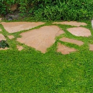Green Carpet Rupturewort Seeds Low-growing Evergreen Ground Cover I Pollinator Friendly I Perennial Ground Cover