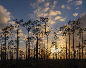 The Florida Everglades National Park at Sunset with Silhouette Trees & Clouds - Fine Art Digital Print Photography