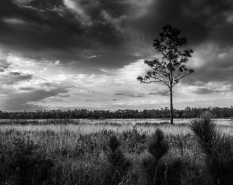 Florida - Long Leaf Pine - WLM - Nature - Prairie - Digital Download - Photography - Outdoors - Wallpaper - Black and White - Monochrome
