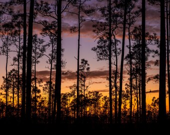The Florida Everglades at Sunset with Silhouette Trees - Fine Art Digital Print Photography
