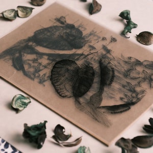 Pochoirs d'impression solaires DIY, Pochoirs créatifs cyanotypie, Pochoirs d'impression solaires | Ensemble de pochoirs cyanotypes de plantes carnivores