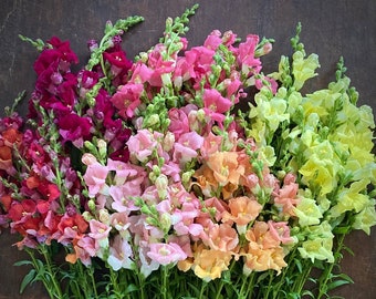 Chantilly Mix Snapdragon 25 seed packet Cool Flower
